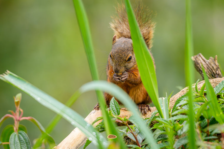 Red Tailed Squirrel nibbling a snack on a branch between tall dewy grass blades