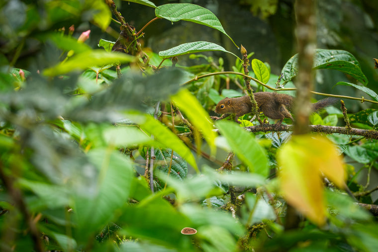 Red Tailed Squirrel creeping along a mossy branch through dense rainforest leaves