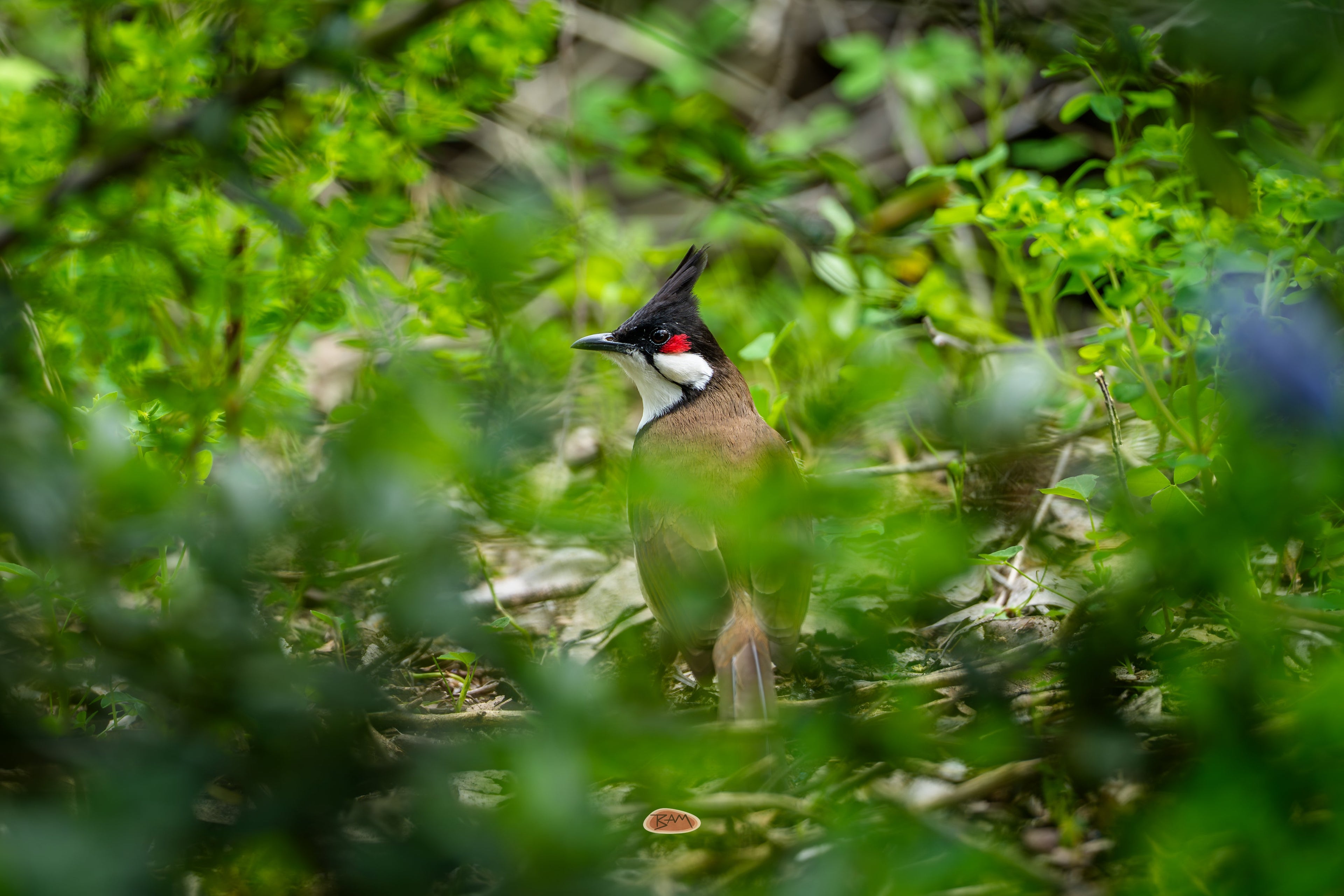 Red Whiskered Bulbul on the ground framed by green leaves and brush