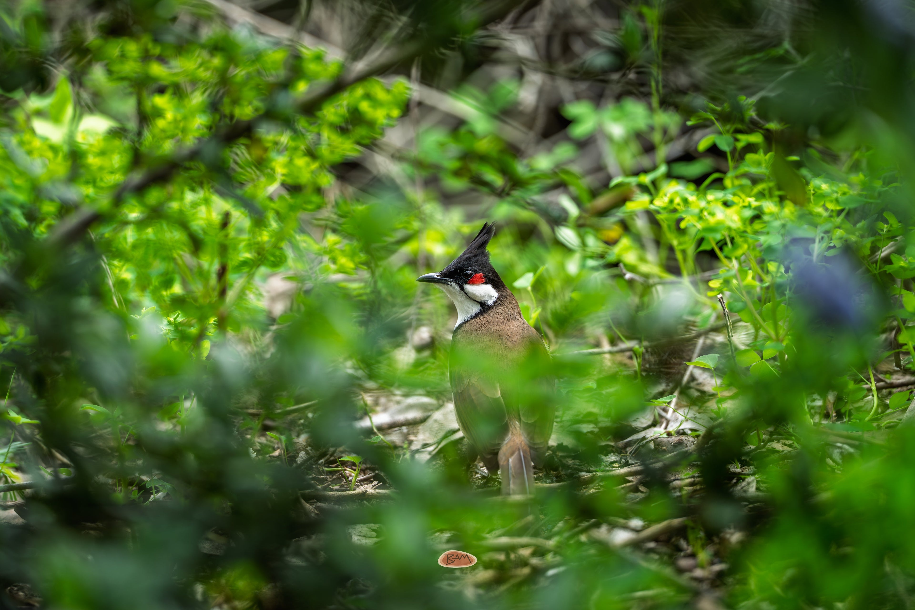 Red Whiskered Bulbul standing on leaf litter amid lush green foliage