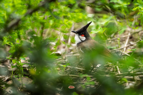 Red Whiskered Bulbul with raised crest peering through green undergrowth