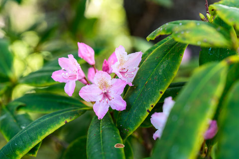 Rhododendron blooming with soft pink flowers among deep green leaves