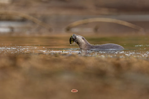 River Otter surfacing with prey in its mouth on a golden marshy river