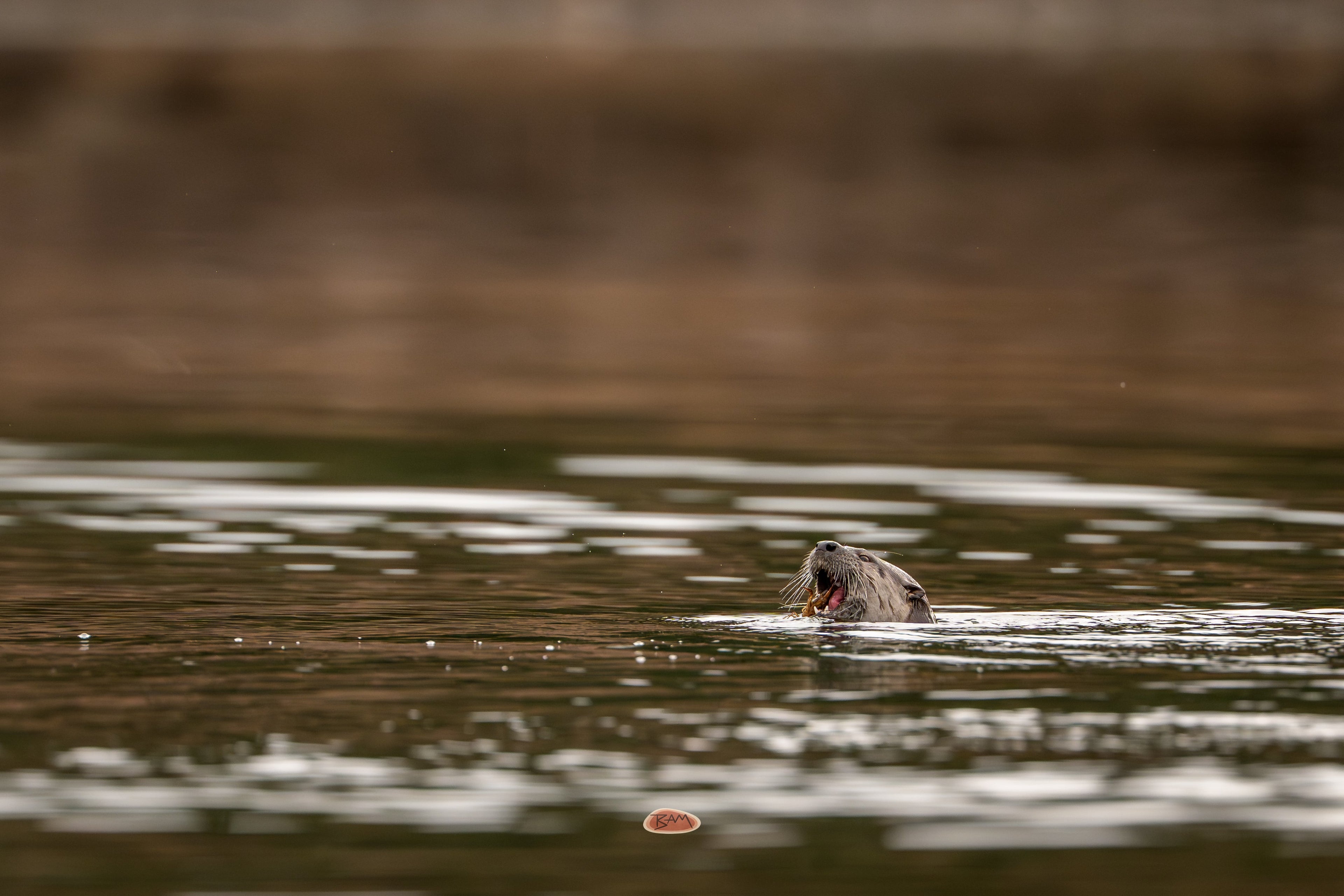 River Otter feeding at the surface of a dark rippling river