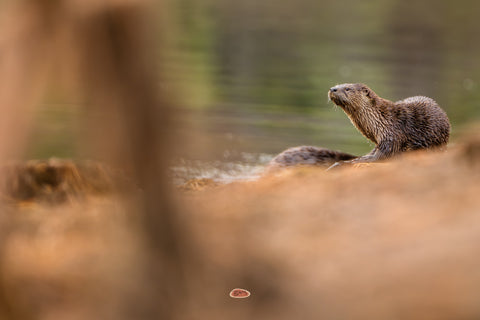 River Otter resting on a sunlit riverbank glimpsed through blurred grass