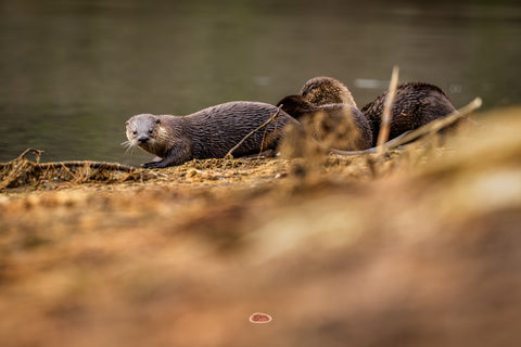 River Otter emerging on a riverbank with two others behind it