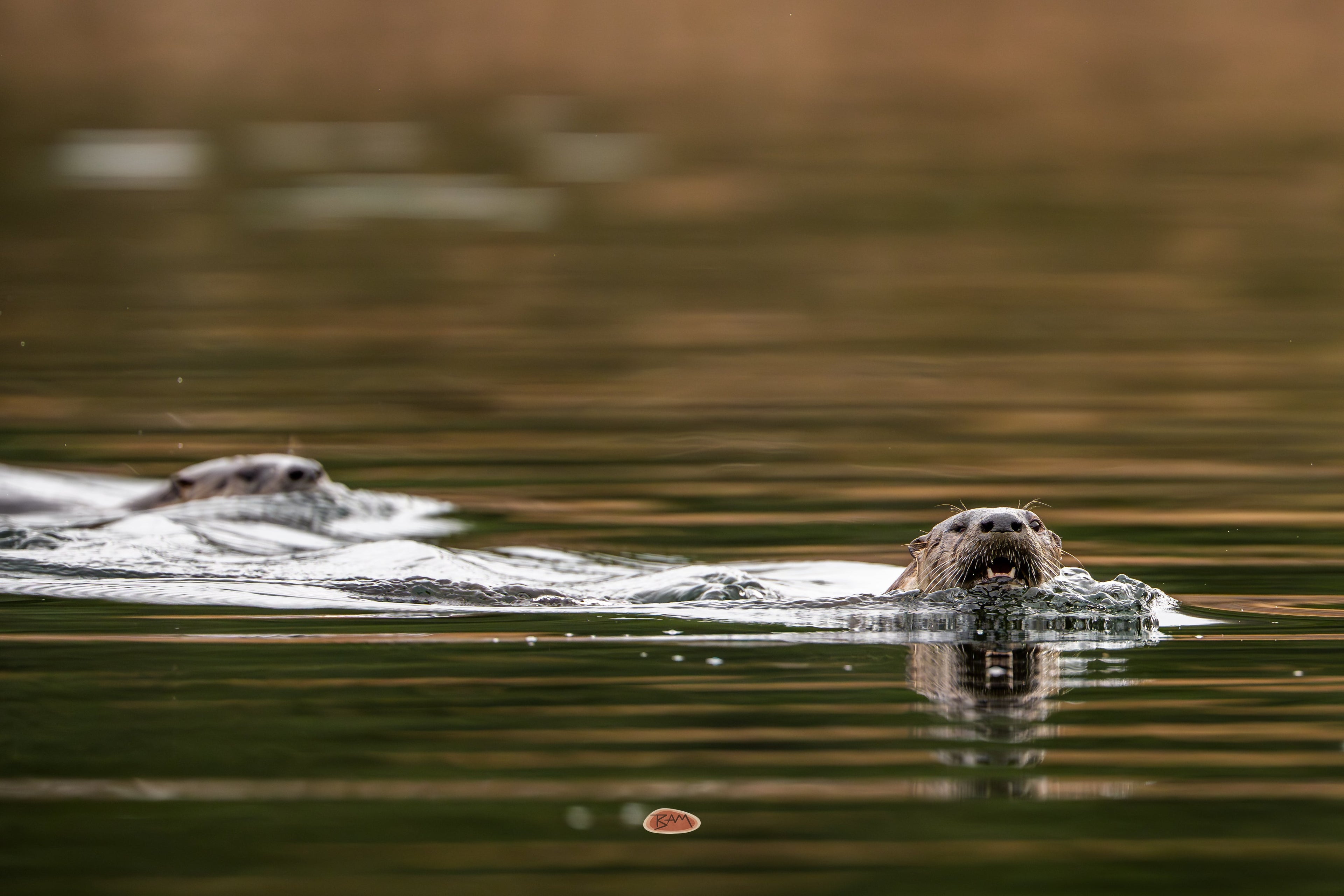 River Otter swimming through calm golden lit water