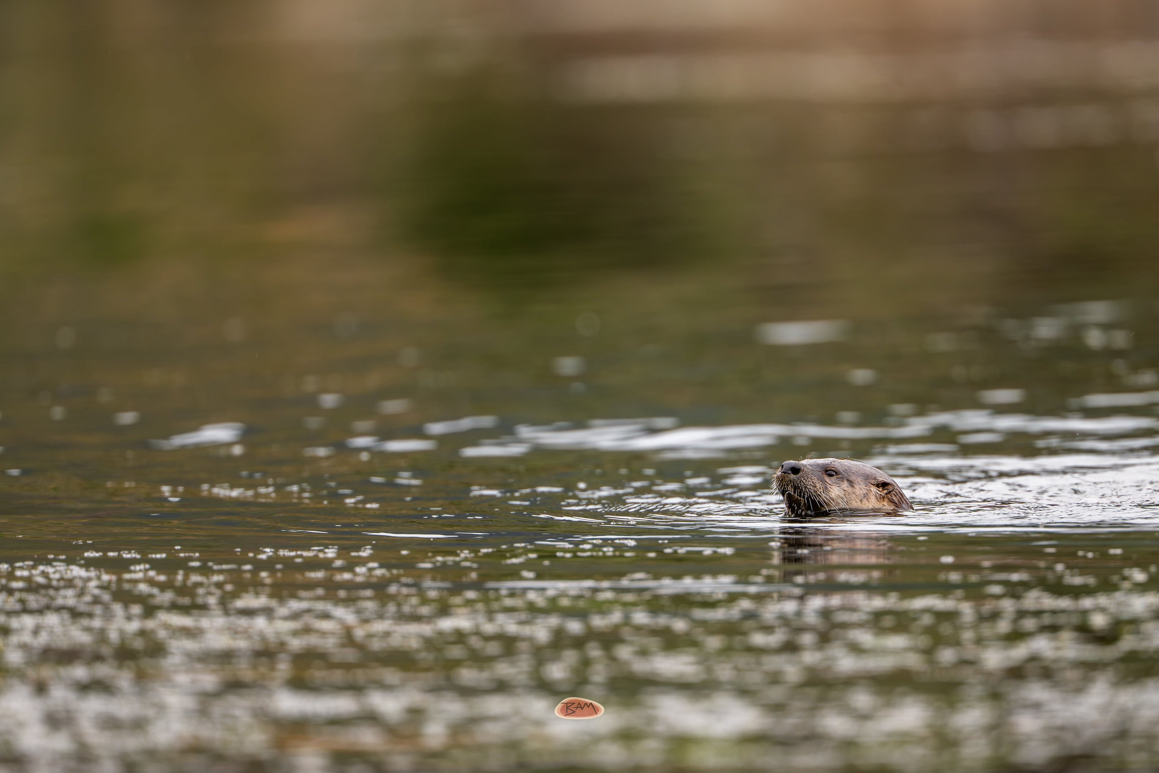 River Otter swimming with its head above the rippled water surface