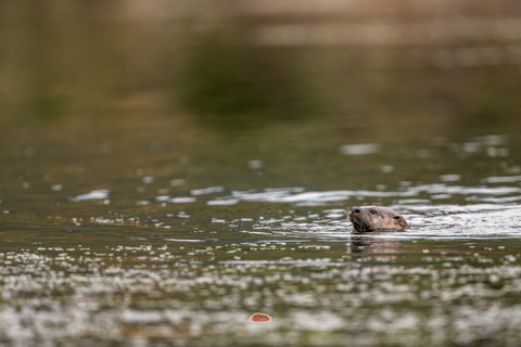 River Otter swimming with its head above the rippled water surface