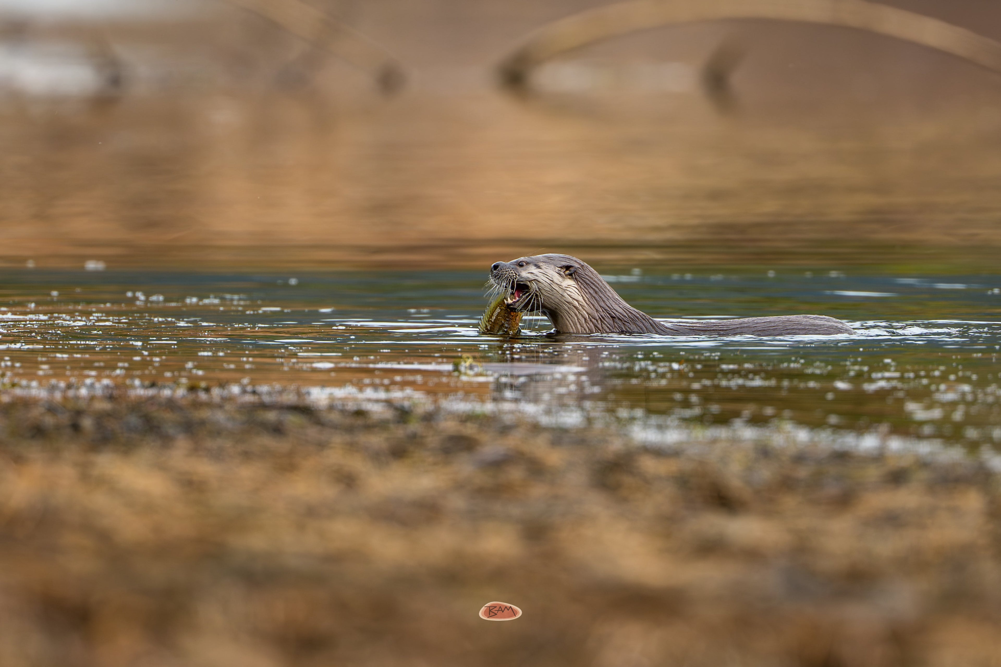 River Otter swimming with a small fish caught in its mouth