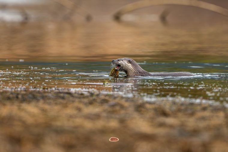 River Otter swimming with a small fish caught in its mouth