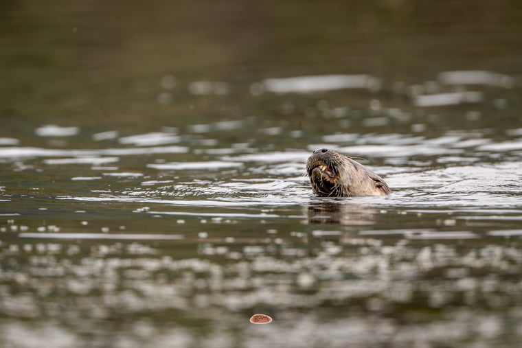 River Otter lifting its head above the calm water surface