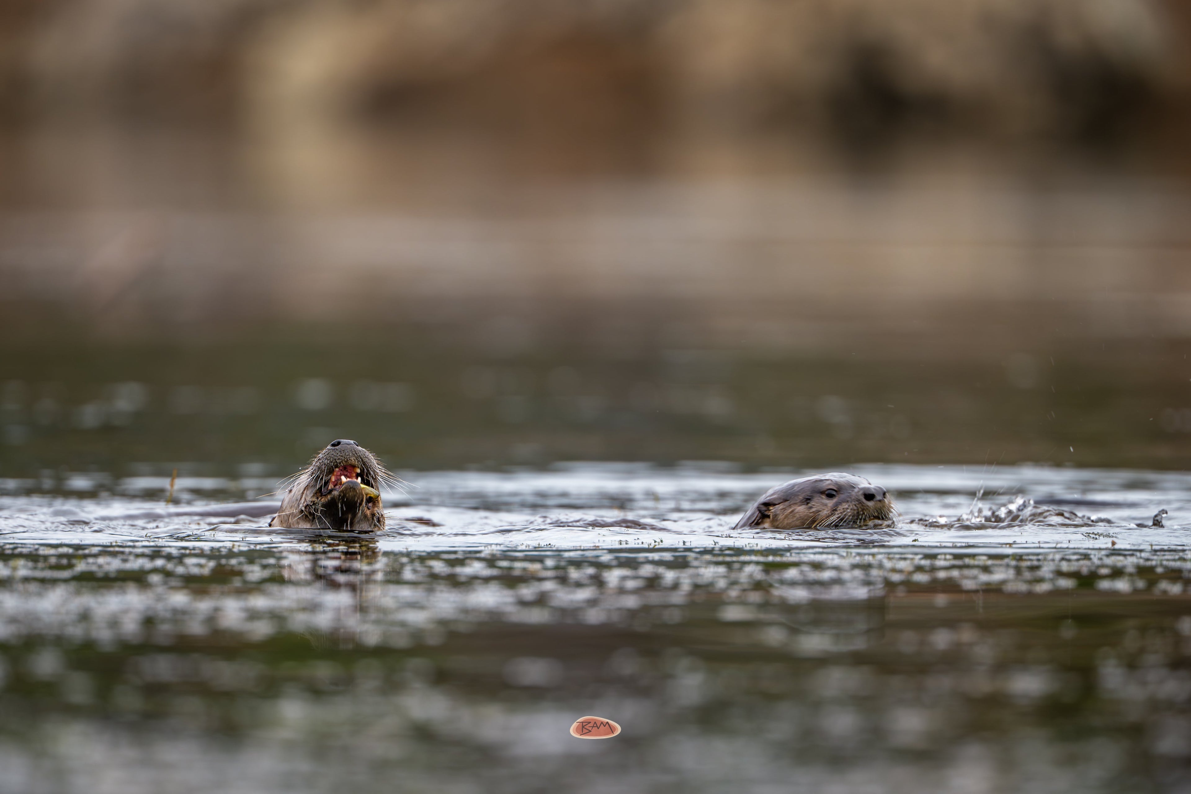 Two River Otters swimming, one with a fish in its mouth