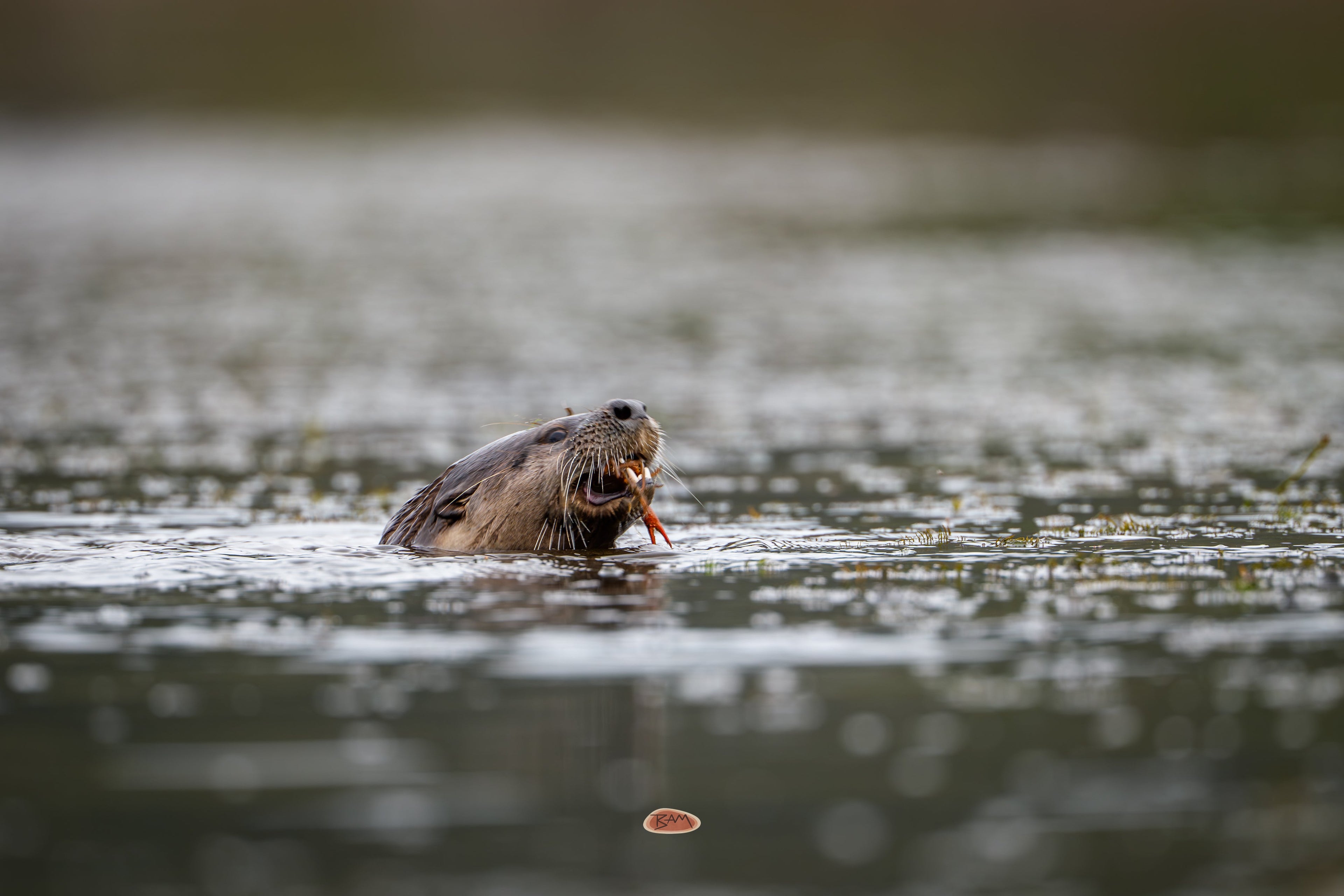 River Otter eating a crayfish at the water surface