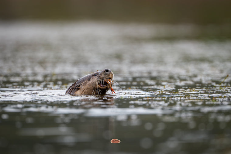 River Otter eating a crayfish at the water surface