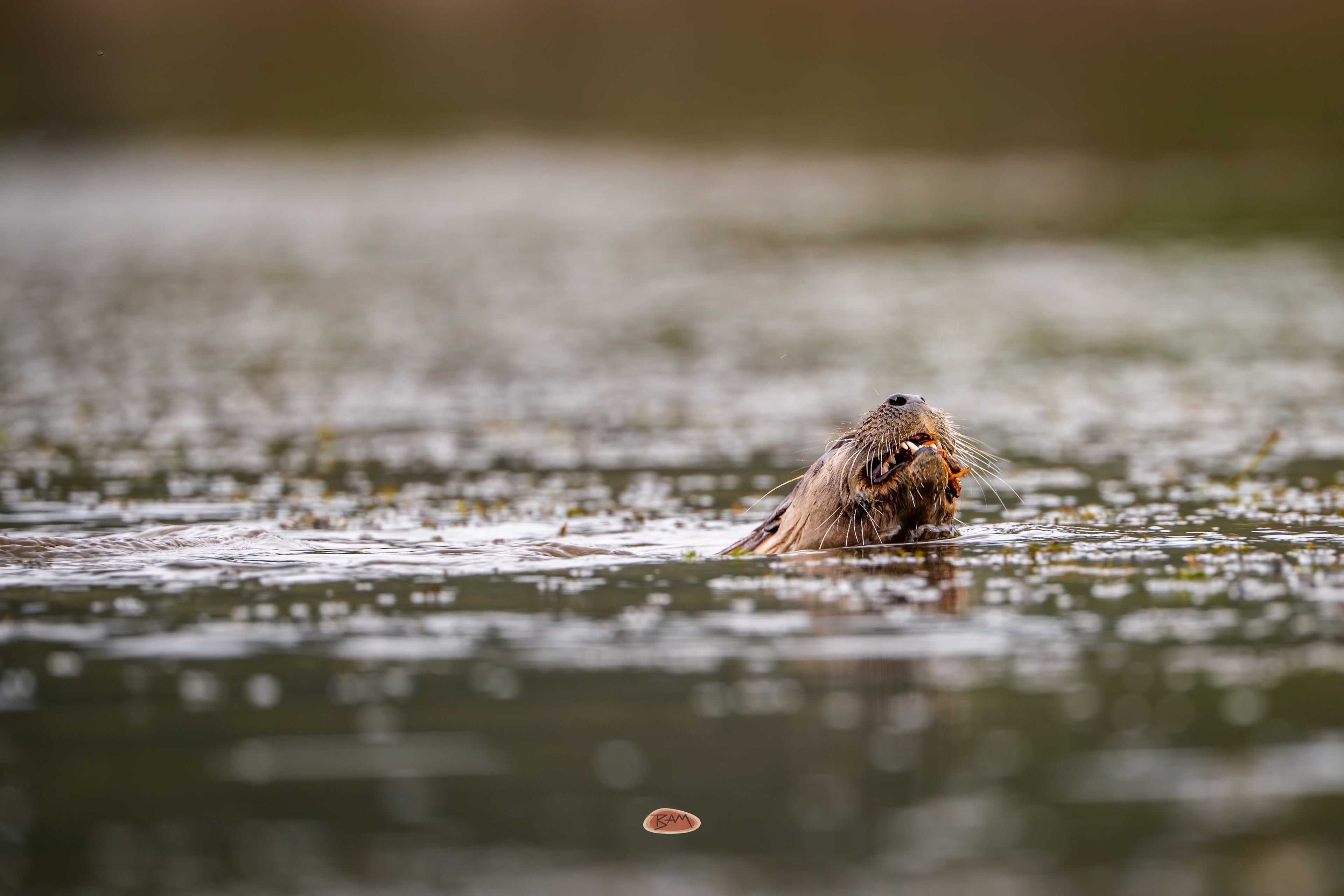 River Otter eating prey at the surface of a shimmering river