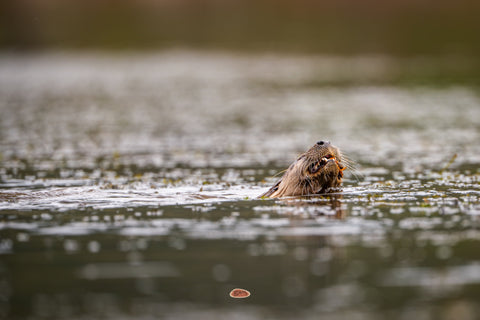 River Otter eating prey at the surface of a shimmering river