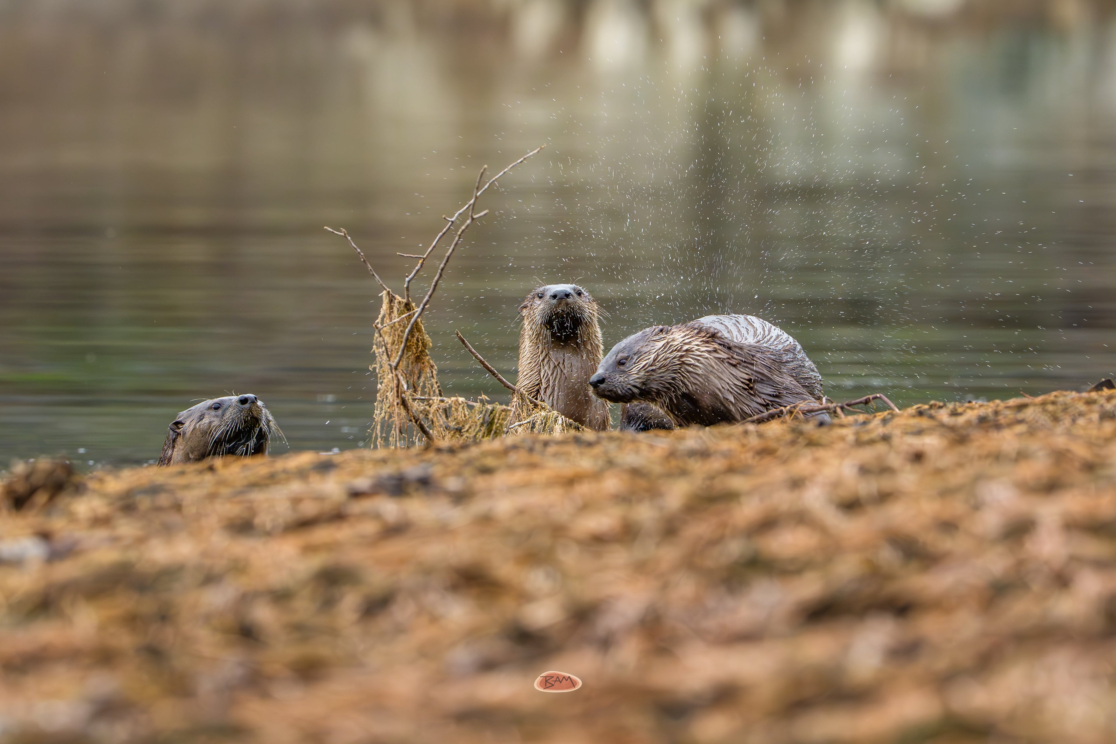 River Otter Three river otters gathered on a muddy bank, one shaking off water