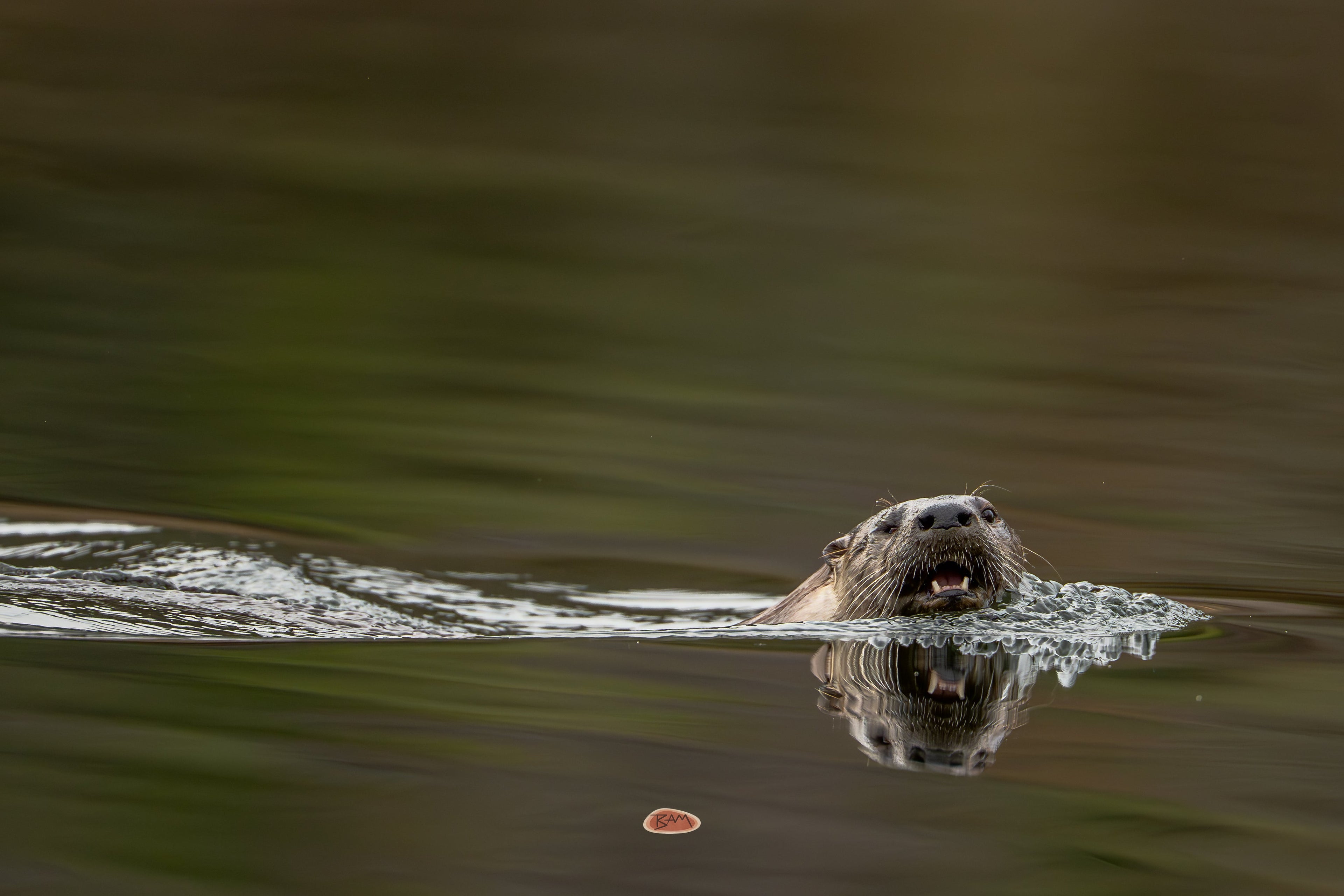 River Otter swimming toward the camera with its reflection on the water