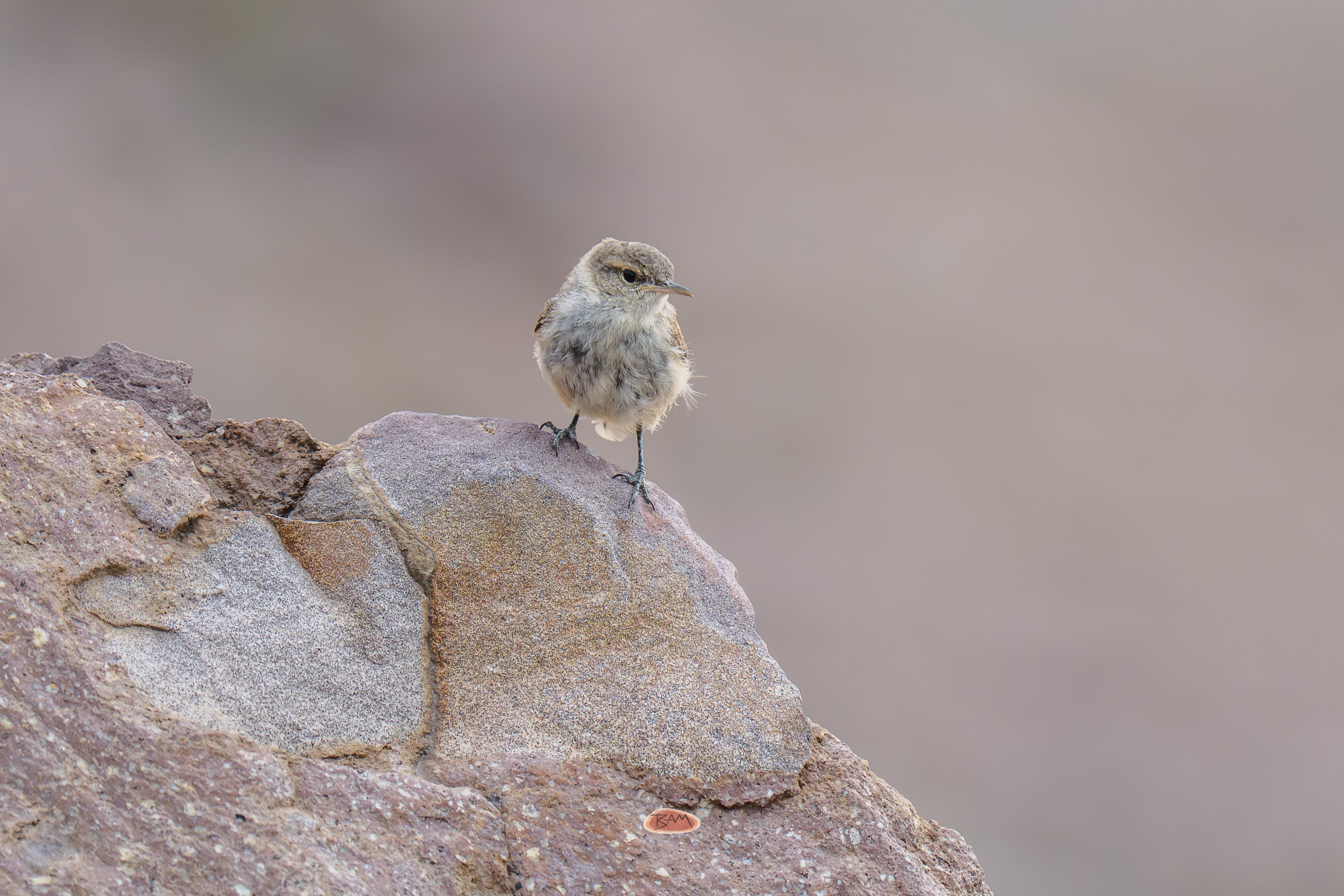 Rock Wren perched on a large sunlit rock against a soft pale background