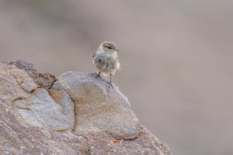Rock Wren perched on a large sunlit rock against a soft pale background