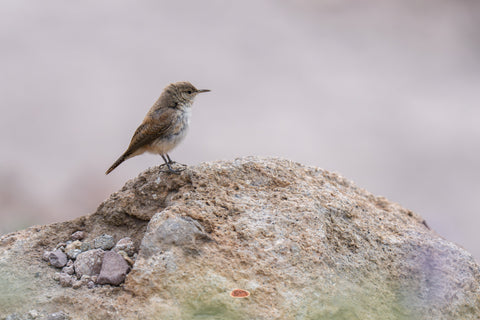 Rock Wren standing on a rounded boulder with its tail cocked against a soft pale background