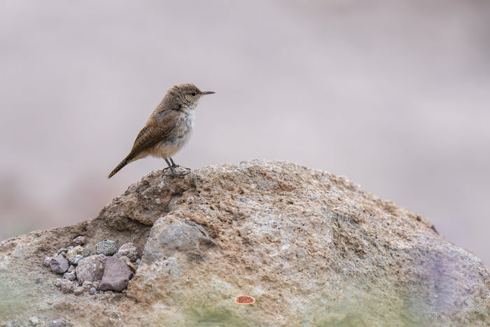 Rock Wren standing on a rounded boulder with its tail cocked against a soft pale background
