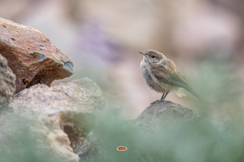 Rock Wren perched on a rock framed by soft green foliage and pale scattered stones