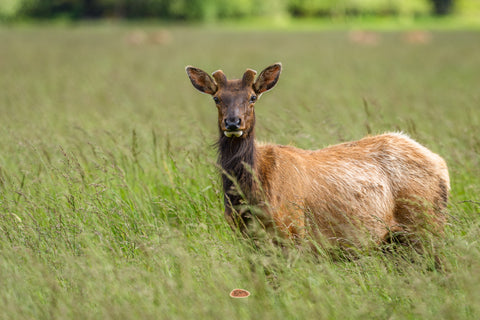 Roosevelt Elk standing alert in a field of tall green grass