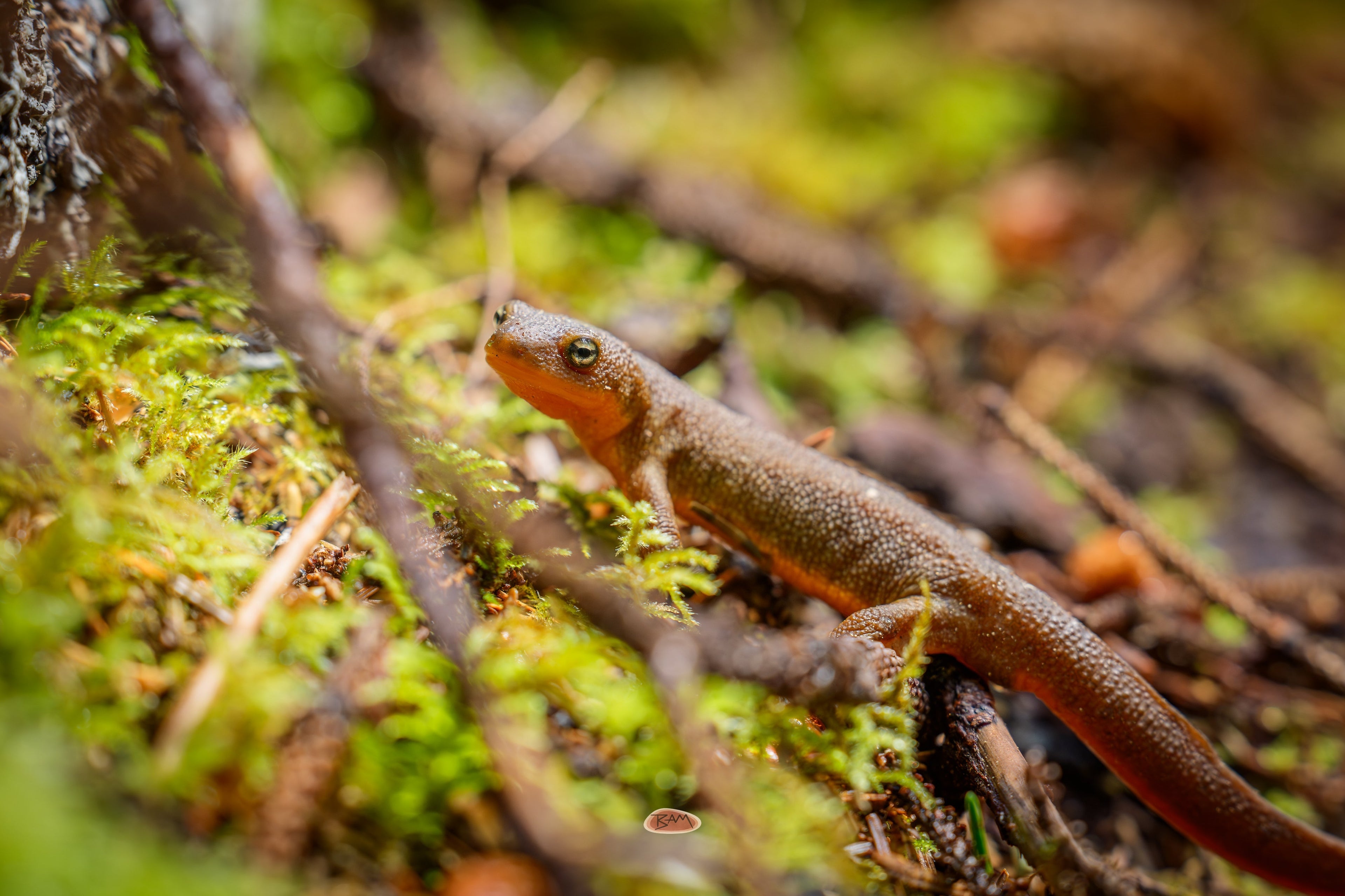 Rough Skinned Newt crawling over bright green moss and fallen twigs on the forest floor