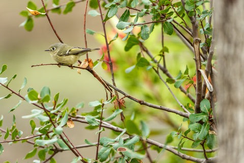 Ruby Crowned Kinglet perched on a slender branch among autumn leaves