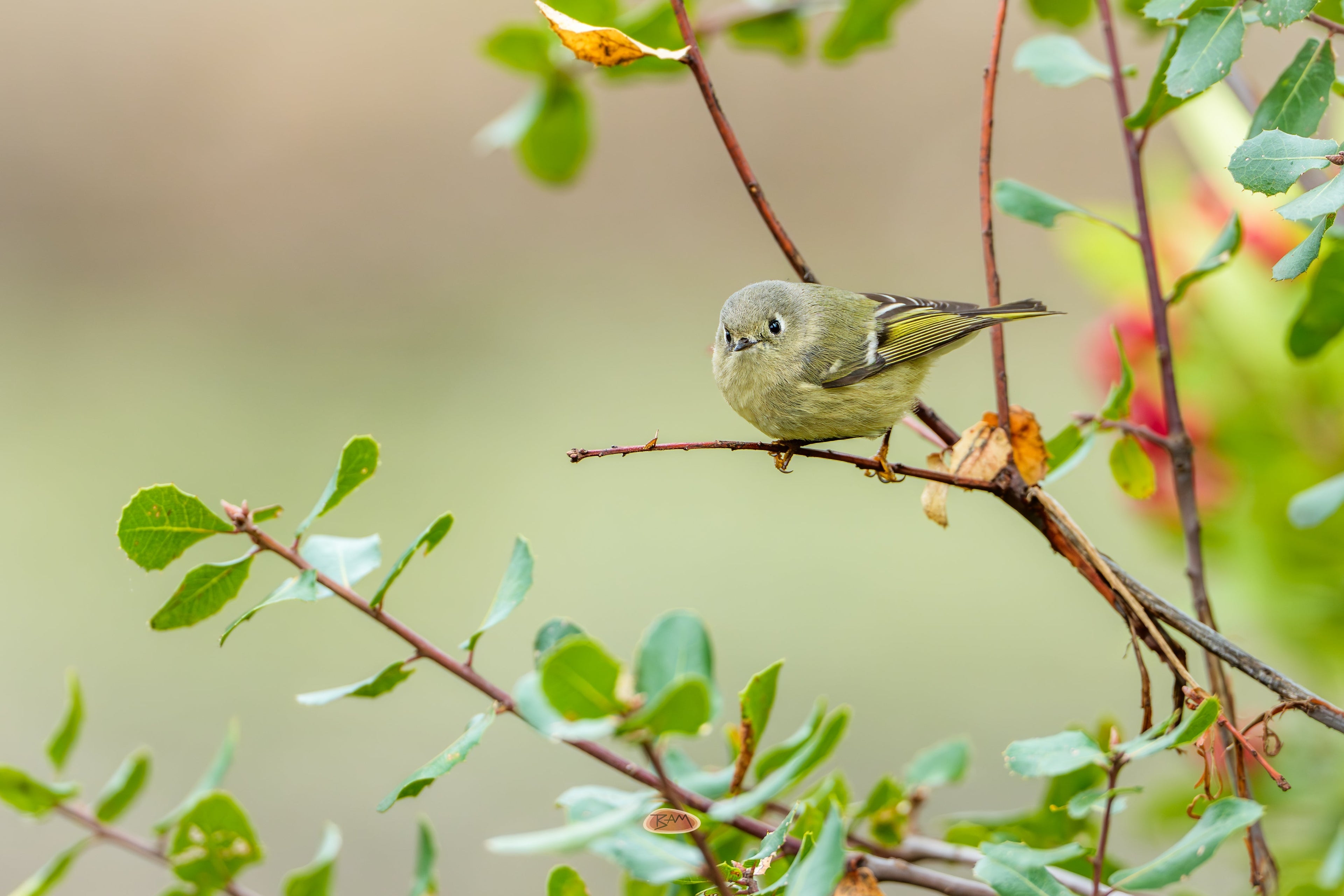 Ruby Crowned Kinglet crouched on a twig against soft green light