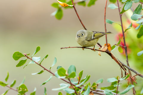 Ruby Crowned Kinglet crouched on a twig against soft green light