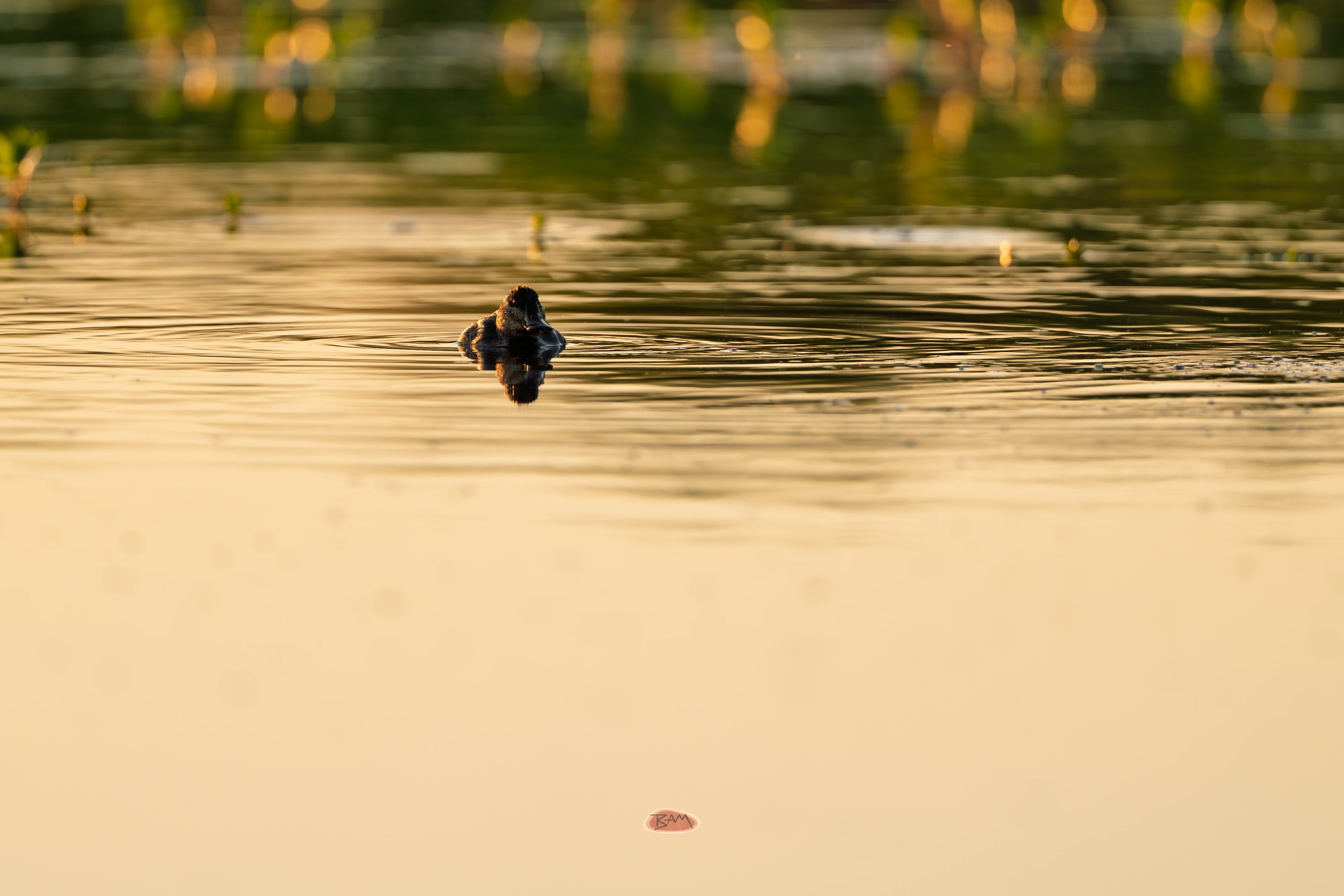 Ruddy Duck low on calm golden water mirrored in its reflection