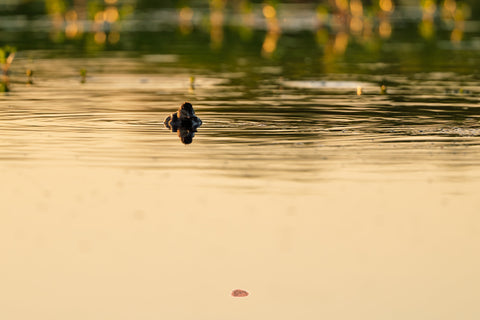 Ruddy Duck low on calm golden water mirrored in its reflection