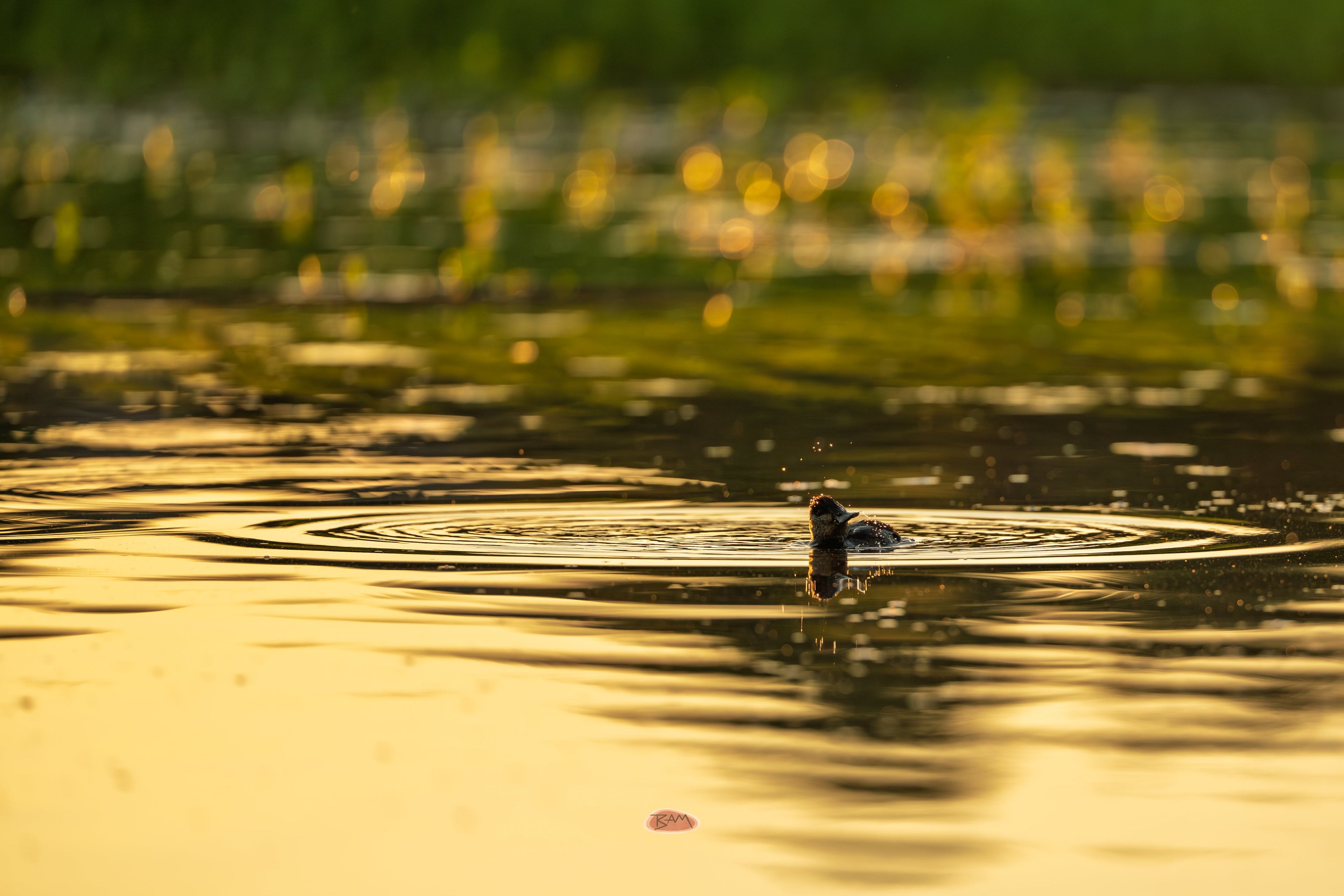 Ruddy Duck surfacing amid spreading ripples on glowing golden water