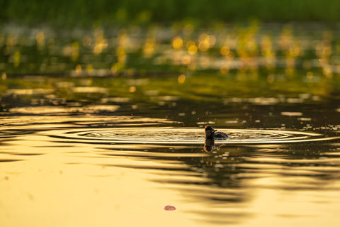 Ruddy Duck surfacing amid spreading ripples on glowing golden water