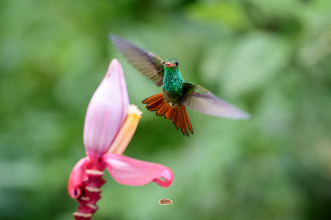 Rufous Tailed Hummingbird hovering at a pink flower in green foliage