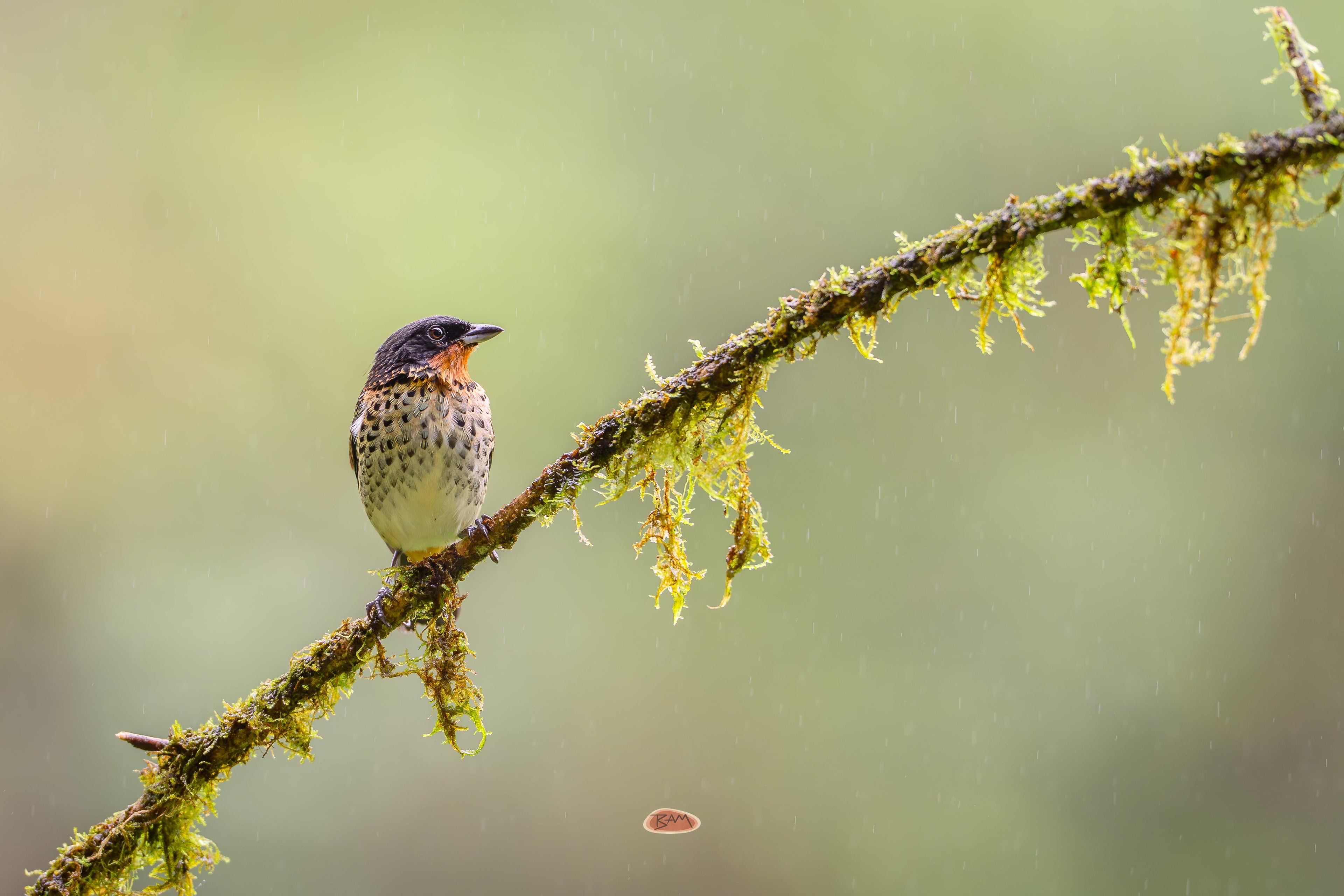 Rufous Throated Tanager perched on a mossy branch in a light rain