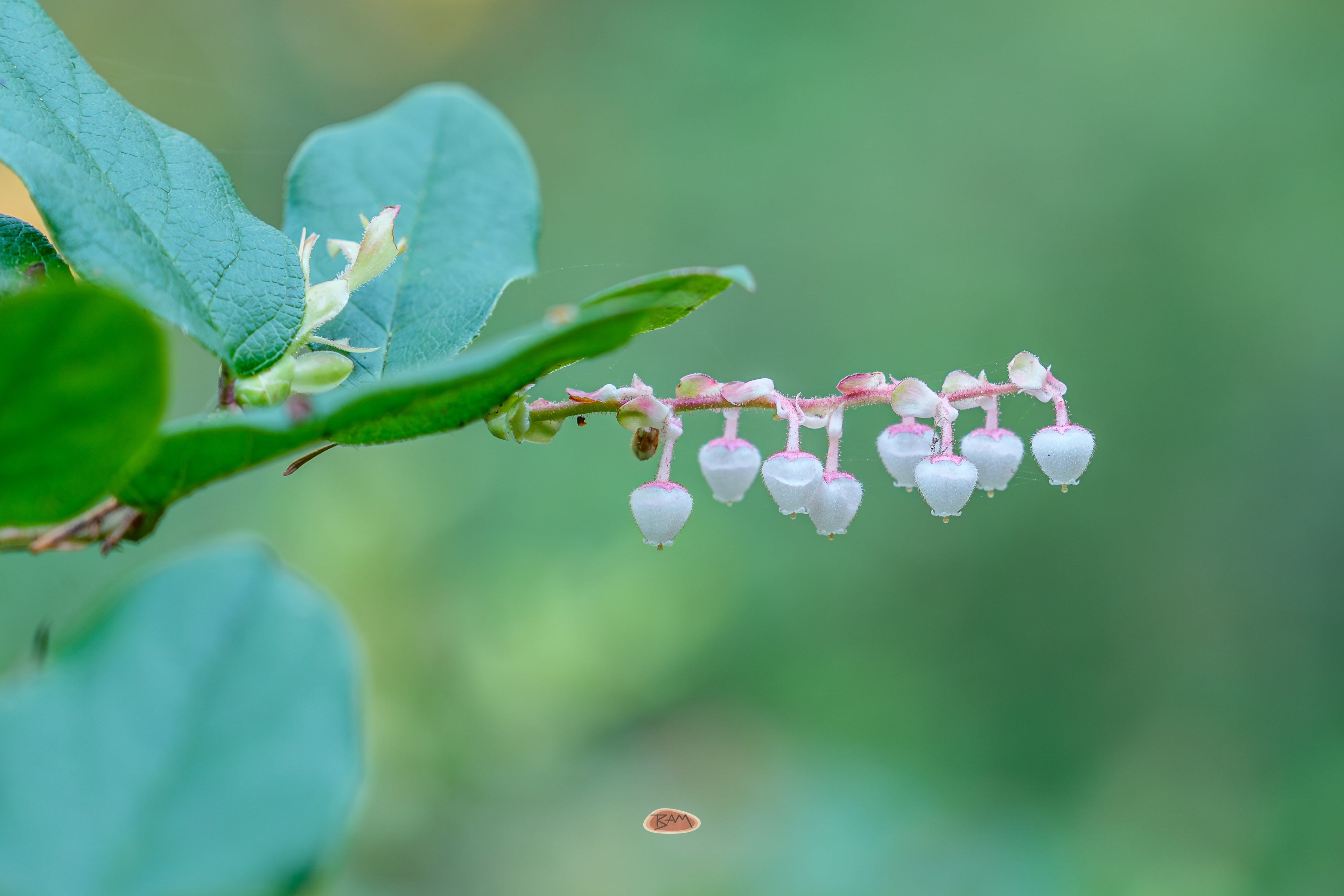 Salal branch with a row of white bell shaped blossoms hanging over soft green