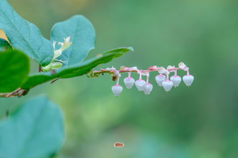 Salal branch with a row of white bell shaped blossoms hanging over soft green