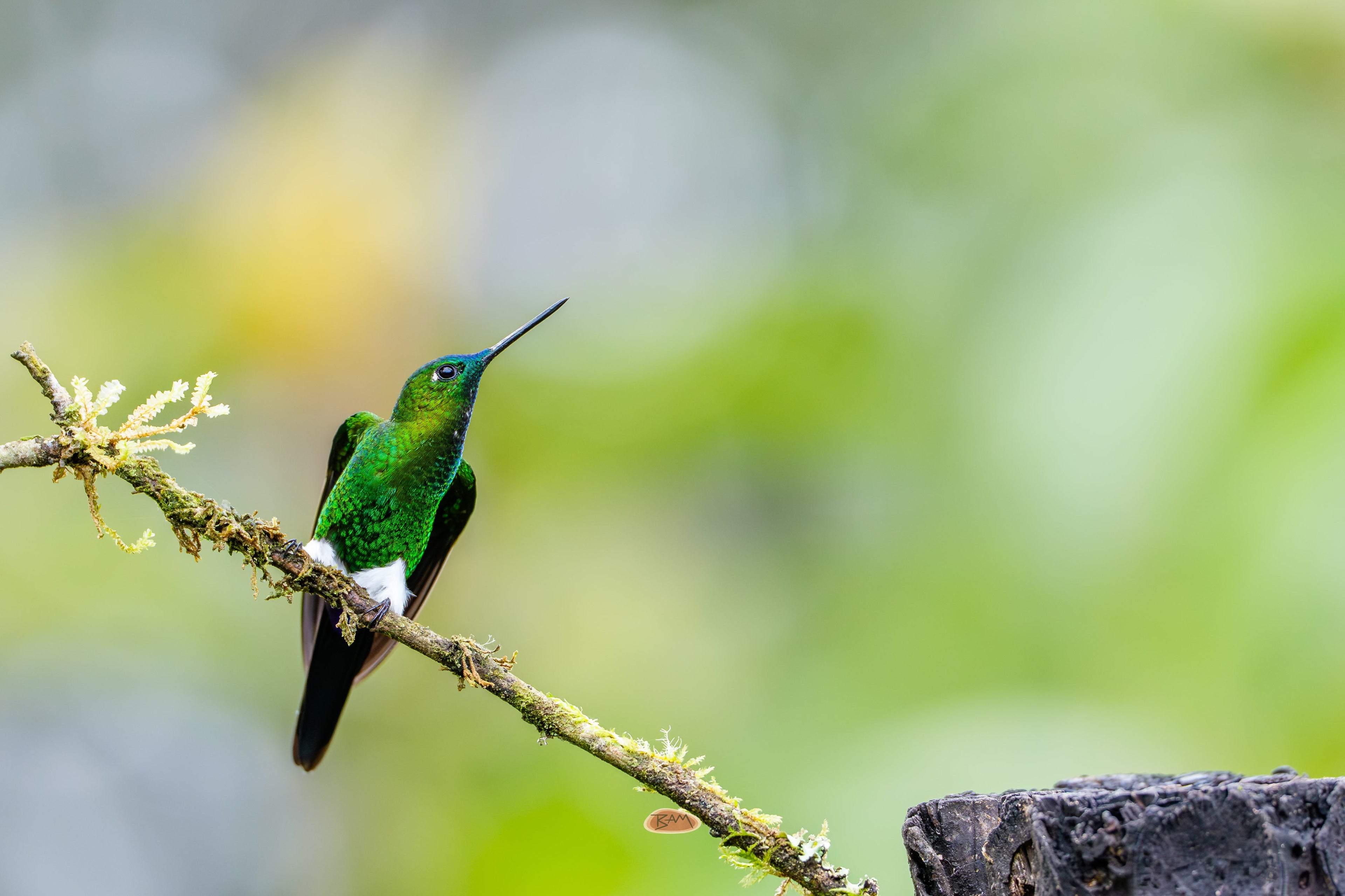 Sapphire Vented Puffleg perched on a mossy branch in soft light