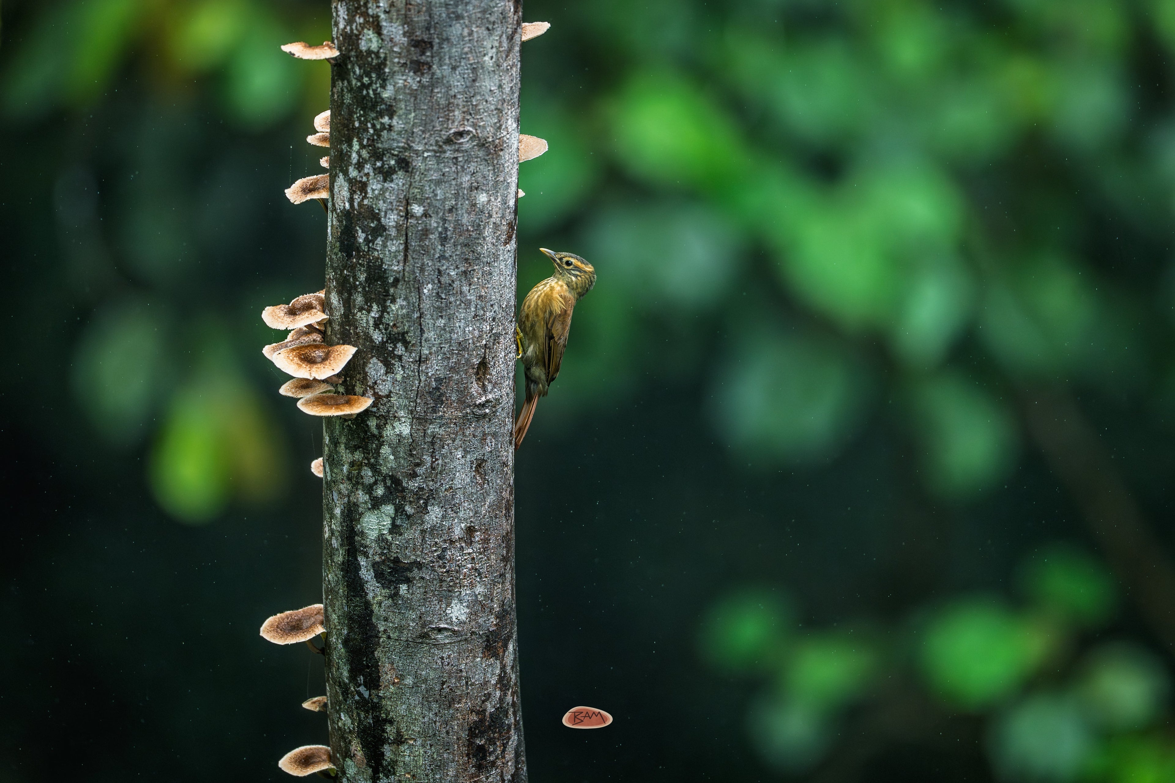 Scaly Throated Foliage Gleaner clinging to a mushroom covered tree trunk