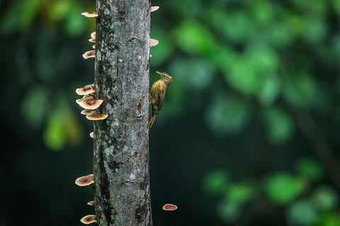 Scaly Throated Foliage Gleaner clinging to a mushroom covered tree trunk