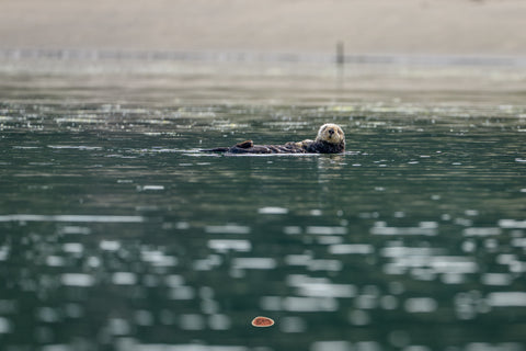 Sea Otter floating on its back in dark rippling water