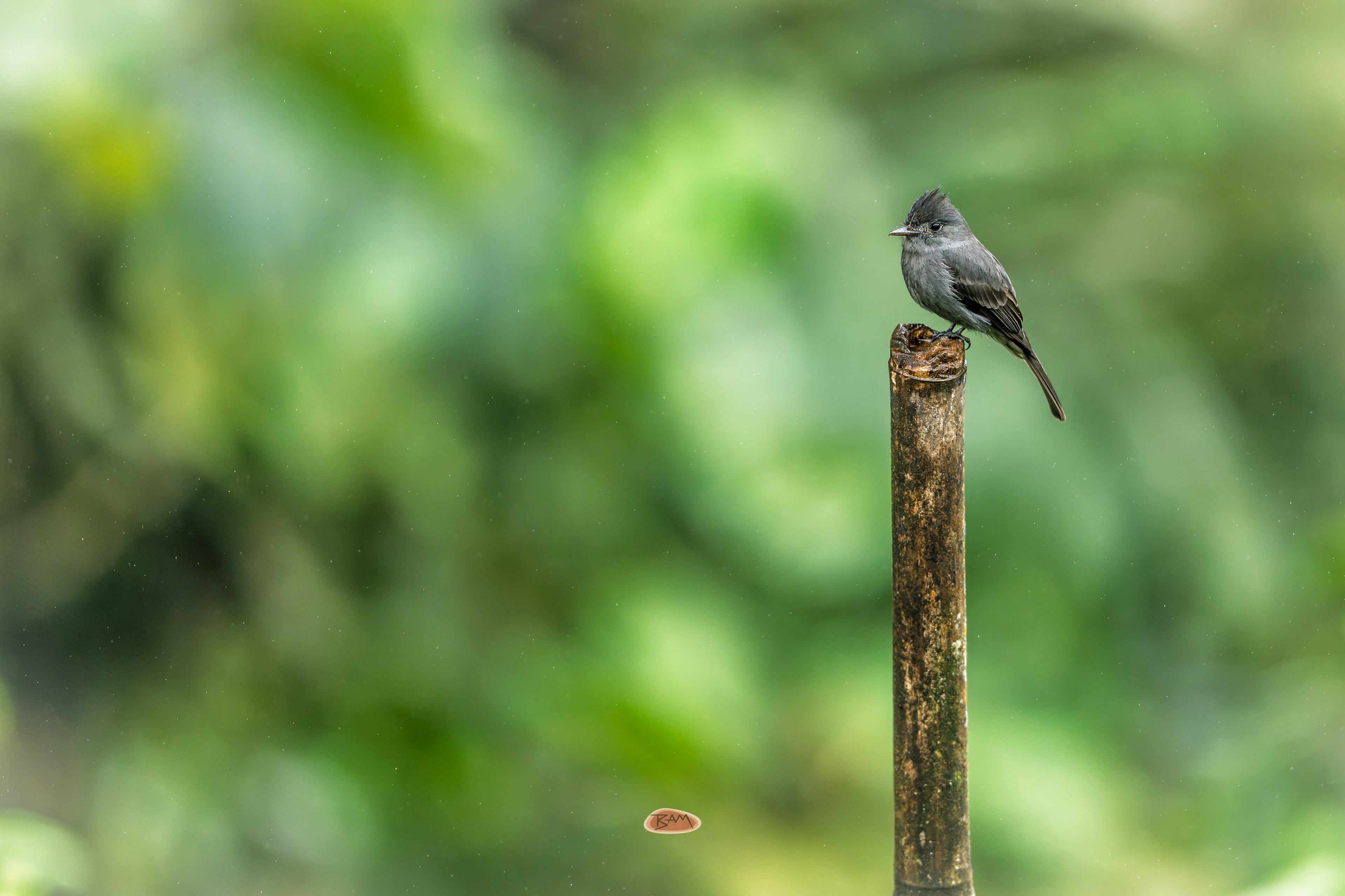 Smoke Colored Peewee perched atop a bamboo stalk against green forest