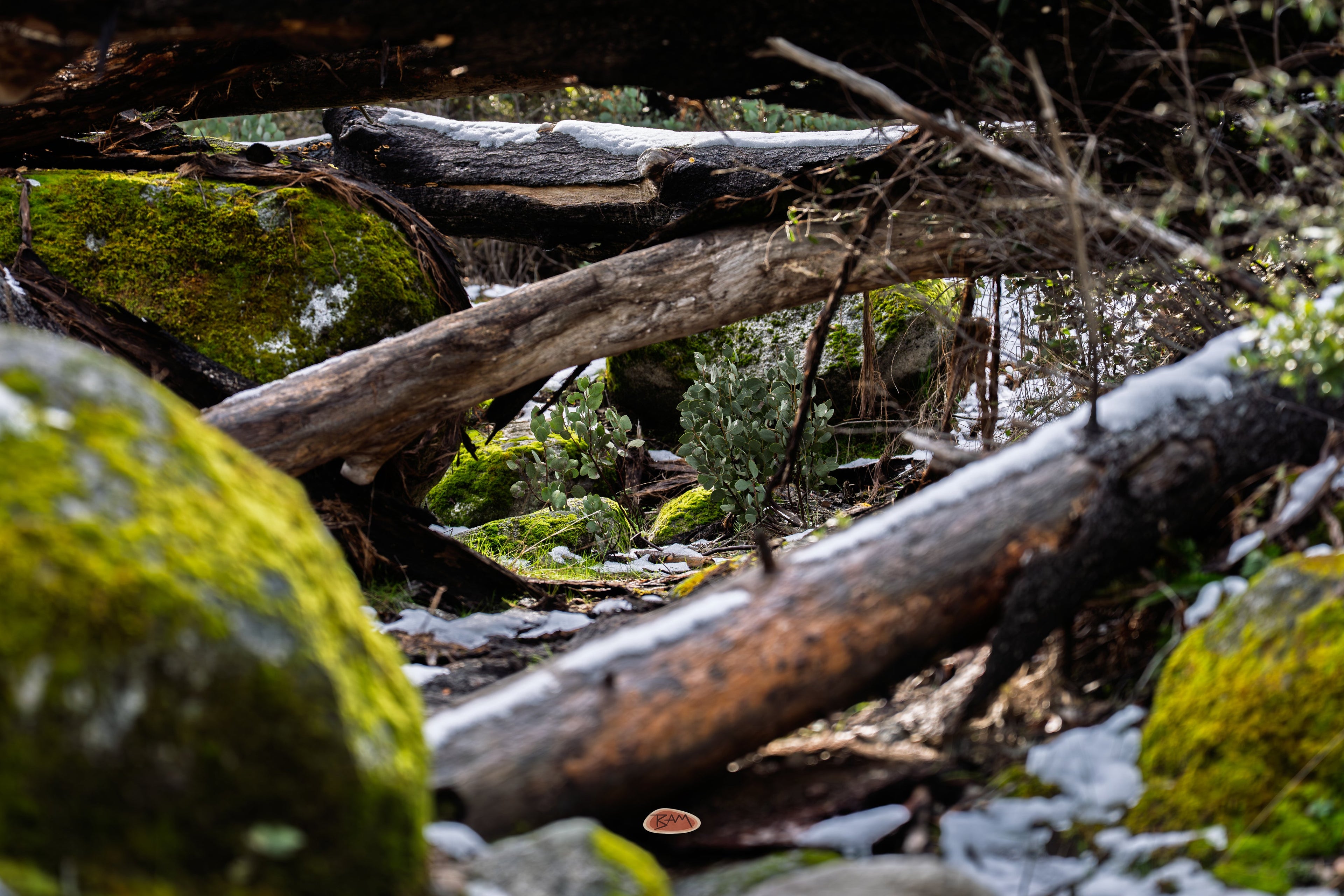 Snow Patches of snow among mossy boulders and fallen logs in dim woods
