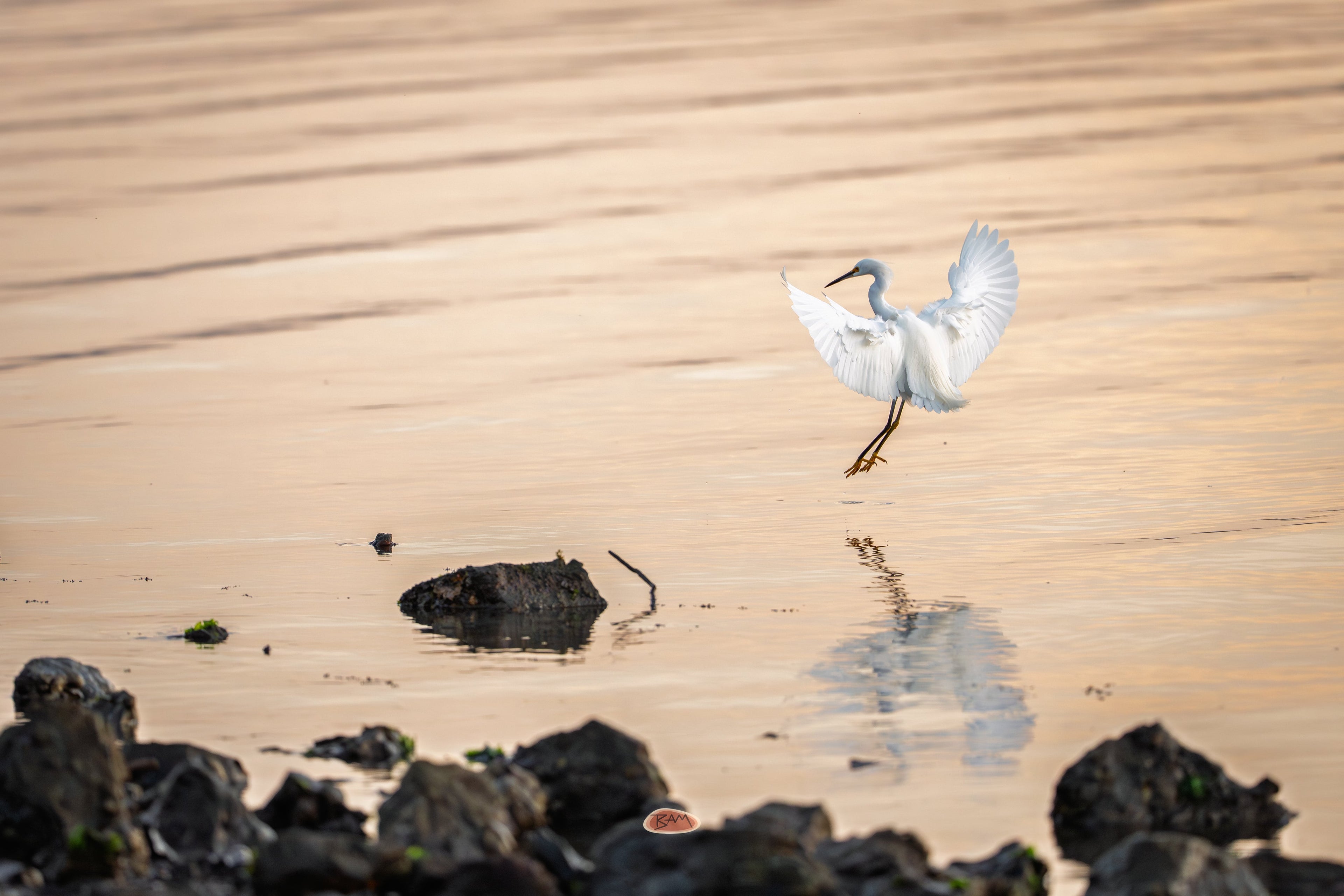 Snowy Egret landing with wings spread over golden rocky shallows