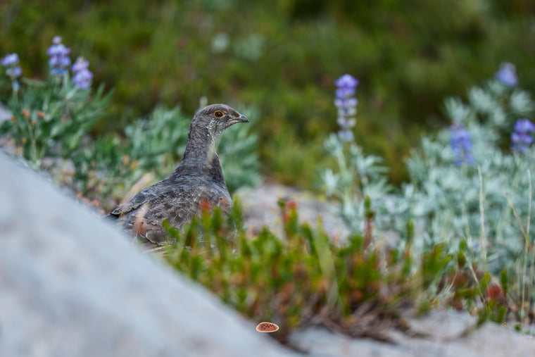 Sooty Grouse resting beside a granite slab among alpine lupine and low mountain brush