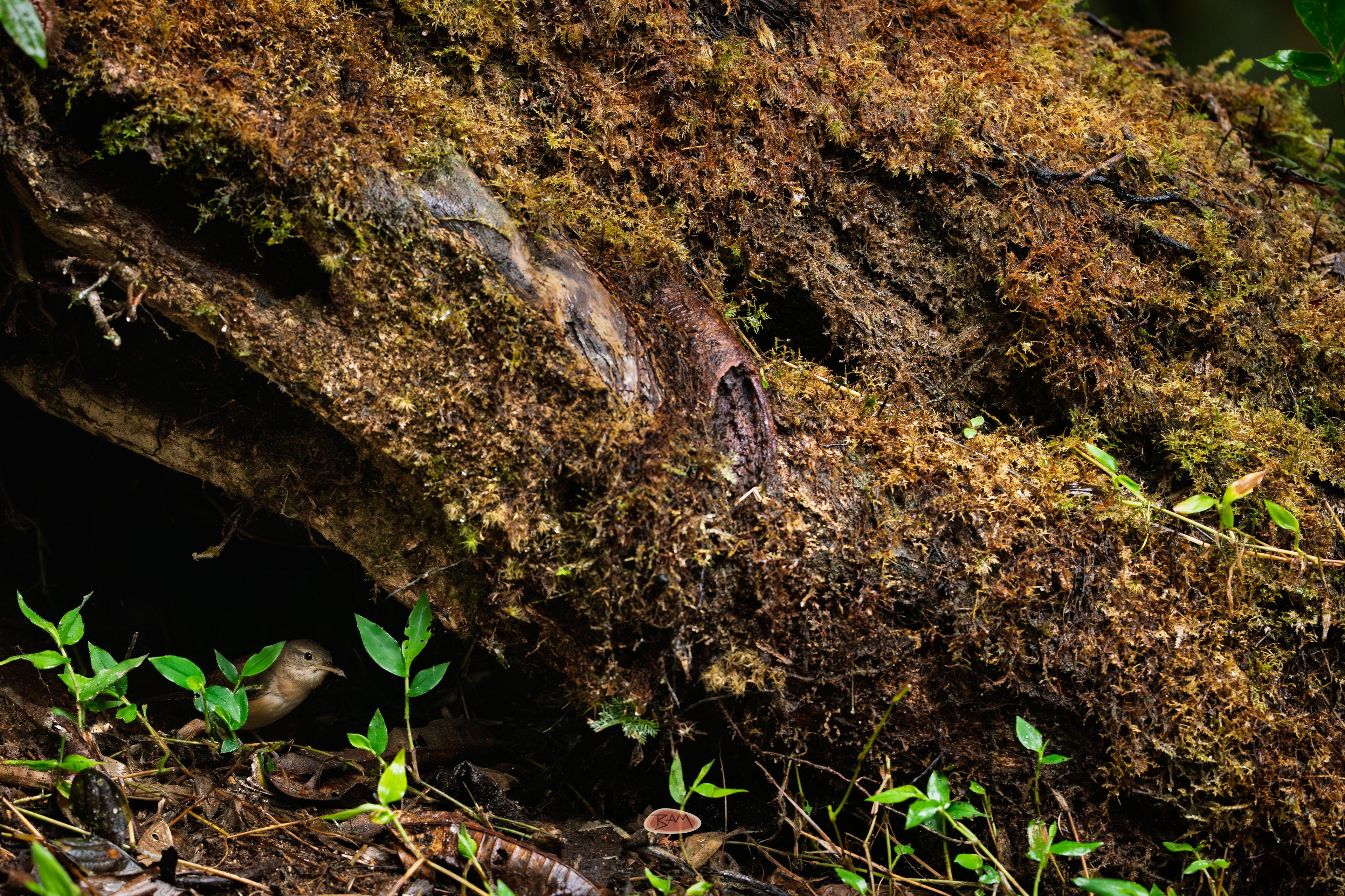 Southern House Wren tucked beneath a mossy log among green sprouts
